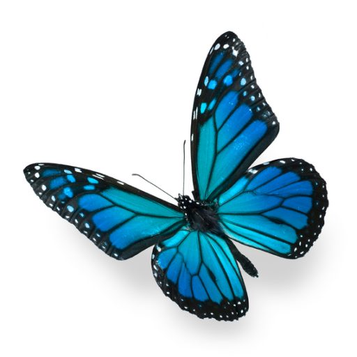 Martha Mary Wellness - site icon